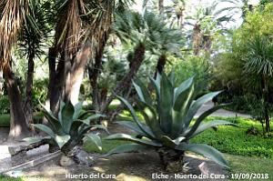 19 ELCHE HUERTO DEL CURA (44)